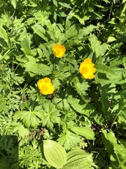 Trollius riederianus
