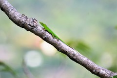 Anolis