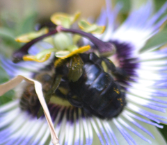 Xylocopa sonorina
