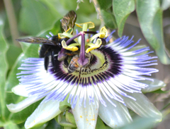 Xylocopa sonorina