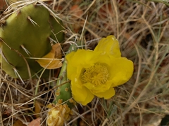Opuntia guatemalensis