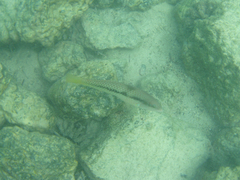 Halichoeres nicholsi