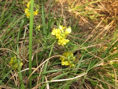 Listia bainesii