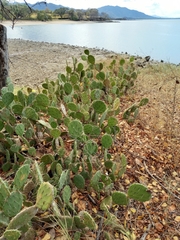 Opuntia guatemalensis