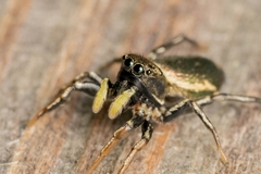 Heliophanus auratus