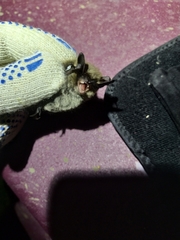 Myotis sibiricus