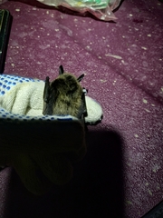 Myotis sibiricus