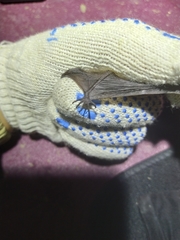 Myotis sibiricus