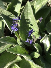Veronica grandiflora