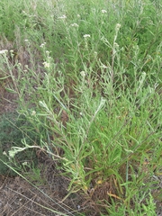 Achillea euxina