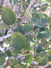 Cercocarpus betuloides betuloides