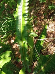 Dioon