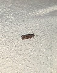 Endothenia nubilana