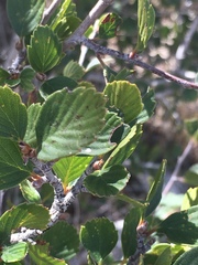 Cercocarpus betuloides betuloides