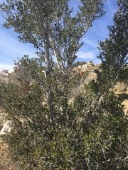 Cercocarpus betuloides betuloides