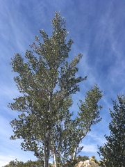 Cercocarpus betuloides betuloides