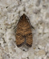 Psilocorsis cryptolechiella