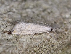 Haimbachia squamulellus