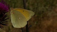 Colias alexandra