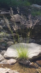 Agrostis oregonensis