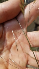 Agrostis oregonensis