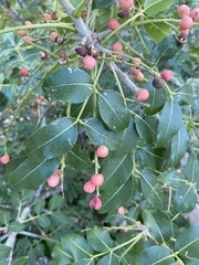 Zanthoxylum chalybeum