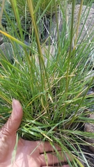 Agrostis oregonensis