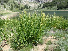 Koenigia phytolaccifolia