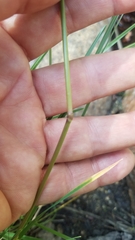 Agrostis oregonensis