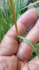 Agrostis oregonensis