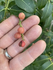 Zanthoxylum chalybeum