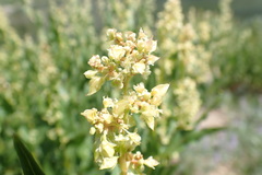 Koenigia phytolaccifolia