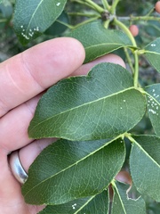 Zanthoxylum chalybeum