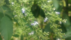 Vitex negundo cannabifolia