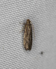 Spinitibia hodgesi