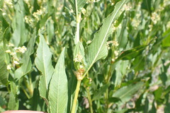 Koenigia phytolaccifolia