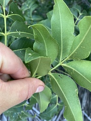 Zanthoxylum chalybeum