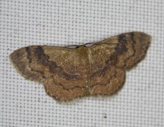 Leptostales ferruminaria