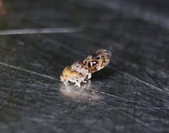 Tebenna gnaphaliella