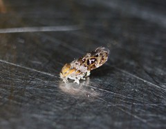 Tebenna gnaphaliella