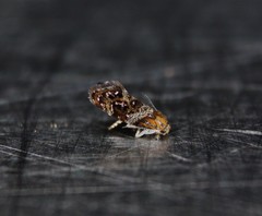 Tebenna gnaphaliella