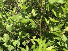 Rubus densissimus