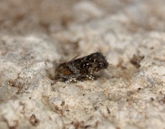 Tebenna gnaphaliella