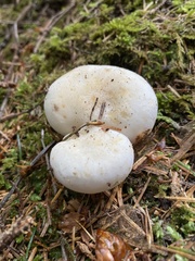 Russula crassotunicata