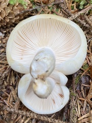 Russula crassotunicata