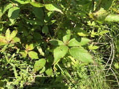 Rubus densissimus