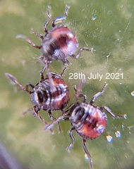 Oechalia schellenbergii