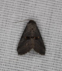 Hyperstrotia flaviguttata