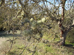 Usnea barbata