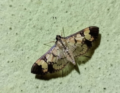 Salbia lotanalis
